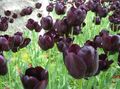 Photo Tulip Herbaceous Plant description, characteristics and growing