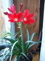 sarkans Iekštelpu ziedi Vallota zālaugu augs, Vallota (Cyrtanthus) Foto, audzēšana un apraksts, raksturlielumi un augošs