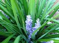 Photo Variegated Lily Turf Herbaceous Plant description, characteristics and growing