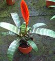 Photo Vriesea Herbaceous Plant description, characteristics and growing