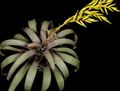 geel Huis Bloemen Vriesea kruidachtige plant foto, teelt en beschrijving, karakteristieken en groeiend