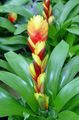 黄 室内の花 Vriesea 草本植物 フォト, 栽培 と 説明, 特性 と 成長