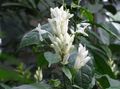 valge Sise Lilled Valge Küünlad, Whitefieldia, Withfieldia, Whitefeldia põõsas, Whitfieldia Foto, kultiveerimine ja kirjeldus, omadused ja kasvav