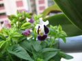 Foto Querlenker Blume, Ladys Slipper, Blauen Flügel Ampelen Beschreibung, Merkmale und wächst
