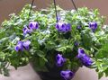 Foto Querlenker Blume, Ladys Slipper, Blauen Flügel Ampelen Beschreibung, Merkmale und wächst