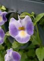 Photo Wishbone flower, Ladys slipper, Blue wing Hanging Plant description, characteristics and growing