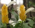 white Indoor Flowers Yellow Shrimp Plant, Golden Shrimp Plant, Lollipop Plant shrub, Pachystachys Photo, cultivation and description, characteristics and growing