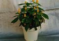 yellow Indoor Flowers Yellow Shrimp Plant, Golden Shrimp Plant, Lollipop Plant shrub, Pachystachys Photo, cultivation and description, characteristics and growing
