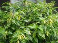 gelb Topfblumen Ylang Ylang, Parfüm Baum, Chanel # 5 Baum, Ilang-Ilang, Maramar bäume, Cananga odorata Foto, Anbau und Beschreibung, Merkmale und wächst