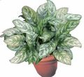motley Indoor Plants Aglaonema, Silver Evergreen Photo, cultivation and description, characteristics and growing