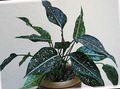 motley Indoor Plants Aglaonema, Silver Evergreen Photo, cultivation and description, characteristics and growing