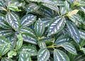 rengârenk Kapalı bitkiler Alüminyum Tesisi, Pilea fotoğraf, yetiştirme ve tanım, özellikleri ve büyüyen