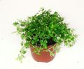 ljus-grön Krukväxter Artilleri Ormbunke, Miniatyr Peperomia, Pilea microphylla, Pilea depressa Fil, uppodling och beskrivning, egenskaper och odling