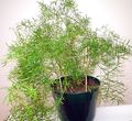 green Indoor Plants Asparagus Photo, cultivation and description, characteristics and growing
