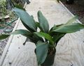 green Aspidistra, Bar Room Plant, Cast Iron Plant Photo, cultivation and description, characteristics and growing