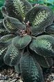 variegado Bertolonia, Jewel Plant foto, cultivo e descrição, características e crescente