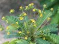 緑色 屋内植物 Biophytum、敏感な植物 フォト, 栽培 と 説明, 特性 と 成長