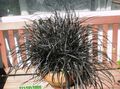Photo Black Dragon, Lily-turf, Snake's beard Herbaceous Plant description, characteristics and growing