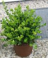 grøn Indendørs Planter Buksbom busk, Buxus Foto, dyrkning og beskrivelse, egenskaber og voksende