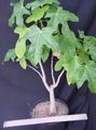 groen Kamerplanten Brachychiton boom foto, teelt en beschrijving, karakteristieken en groeiend