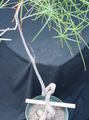 grön Krukväxter Brachychiton träd Fil, uppodling och beskrivning, egenskaper och odling