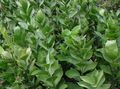 grön Krukväxter Slaktare Kvast buskar, Ruscus Fil, uppodling och beskrivning, egenskaper och odling