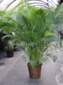 Foto Butterfly Palm, Golden Cane Palm Bäume Beschreibung, Merkmale und wächst