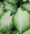 Photo Caladium Herbaceous Plant description, characteristics and growing