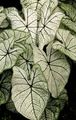 silvery Indoor Plants Caladium Photo, cultivation and description, characteristics and growing
