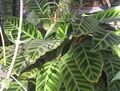 broget Calathea, Zebra Plante, Påfugl Plante Foto, dyrkning og beskrivelse, egenskaber og voksende