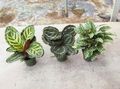 moteado Calathea, Planta Cebra, Planta De Pavo Real Foto, cultivo y descripción, características y cultivación