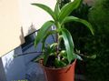 Foto Callisia, Korb Pflanze, Golden Ranke Grasig Beschreibung, Merkmale und wächst