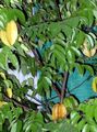Foto Karambolen, Starfrui Bäume Beschreibung, Merkmale und wächst