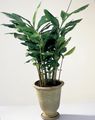 Photo Cardamomum, Elettaria Cardamomum Herbaceous Plant description, characteristics and growing