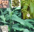 žalias Vidinis augalai Cardamoni, Elettaria Cardamoni, Amomum Nuotrauka, auginimas ir aprašymas, charakteristikos ir augantis