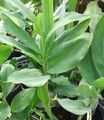 verde Plantas de salón Cardamomum, Cardamomum Elettaria Foto, cultivo y descripción, características y cultivación