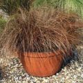 Foto Carex, Segge Grasig Beschreibung, Merkmale und wächst