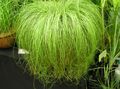 Photo Carex, Sedge Herbaceous Plant description, characteristics and growing