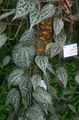 στιγματισμένος Εσωτερικά φυτά Celebes Πιπέρι, Υπέροχη Πιπέρι αναρριχώμενα, Piper crocatum φωτογραφία, καλλιέργεια και περιγραφή, χαρακτηριστικά και φυτοκομεία