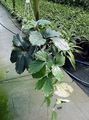 verde Le piante domestiche Vite Castagno la liana, Tetrastigma foto, la lavorazione e descrizione, caratteristiche e la coltivazione