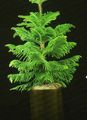 green Indoor Plants Chile Pine tree, Araucaria Photo, cultivation and description, characteristics and growing