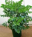 grön Krukväxter China Doll buskar, Radermachera sinica Fil, uppodling och beskrivning, egenskaper och odling