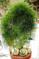 green Indoor Plants Climbing Onion, Bowiea Photo, cultivation and description, characteristics and growing