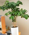 Photo Coffee Tree description, characteristics and growing