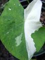 Photo Colocasia, Taro, Cocoyam, Dasheen Herbaceous Plant description, characteristics and growing