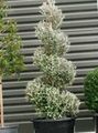sølv Innendørs Planter Corokia treet Bilde, dyrking og beskrivelse, kjennetegn og voksende