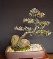 simli Kapalı bitkiler Corokia ağaç fotoğraf, yetiştirme ve tanım, özellikleri ve büyüyen