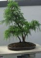 Photo Cryptomeria Tree description, characteristics and growing