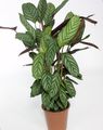 Photo Ctenanthe Herbaceous Plant description, characteristics and growing