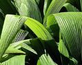 Photo Curculigo, Palm Grass Herbaceous Plant description, characteristics and growing